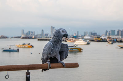 An african gray parrot at a pier in thailand