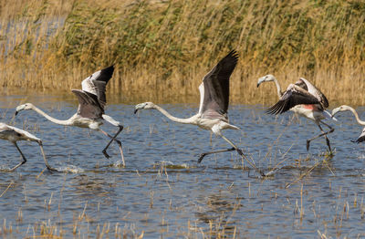 Birds flying over lake