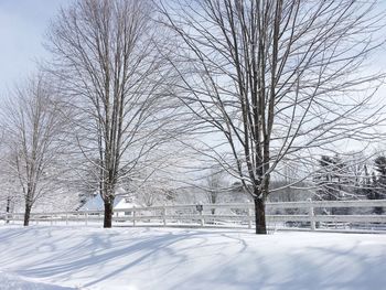 Bare trees against clear sky during winter