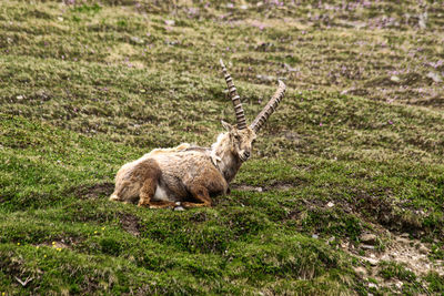 Side view of a sheep on field