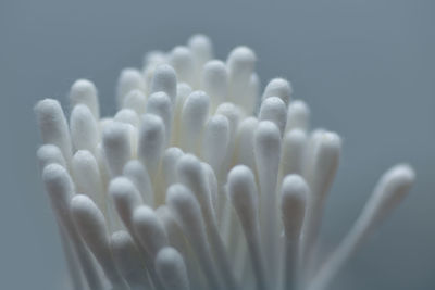 Close-up of white flower