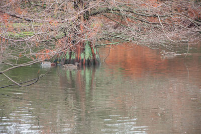 Reflection of bare trees in lake