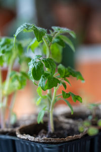 Close-up of potted plant