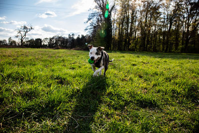 Dog on grassy field