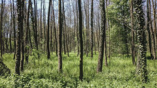 Trees growing in forest