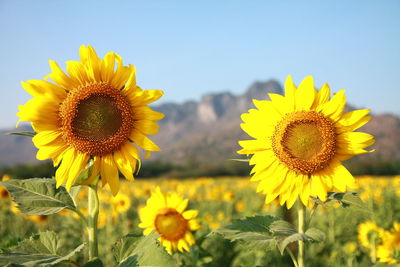 Close-up of sunflower on field against sky