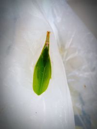 Close-up of insect on leaf