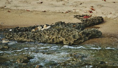 Scenic view of beach