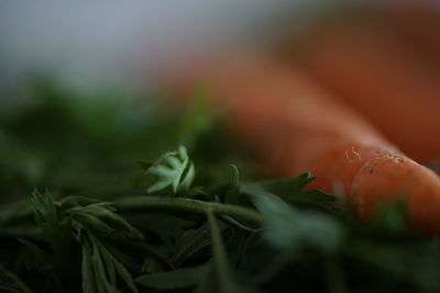 Close-up of fresh vegetables
