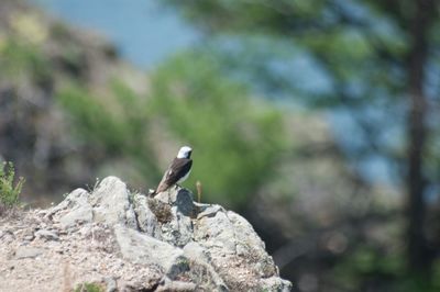 Close-up of bird perching on rock