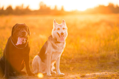 Portrait of dog on field