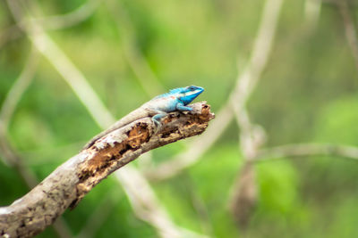 Close-up of insect on plant