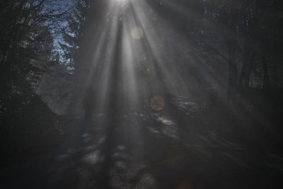 Sunlight streaming through trees in forest