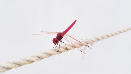 Close-up of dragonfly over white background