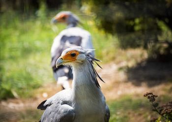 Close-up of bird on field