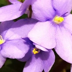 Close-up of yellow flower