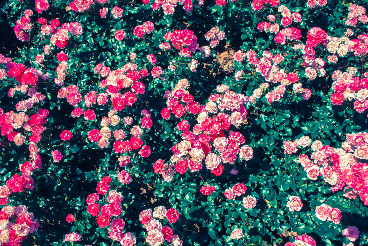 FULL FRAME SHOT OF PINK FLOWERING PLANT