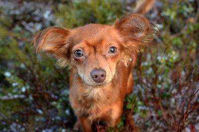 Close-up portrait of a dog