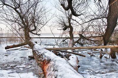 Bare trees on snow covered land