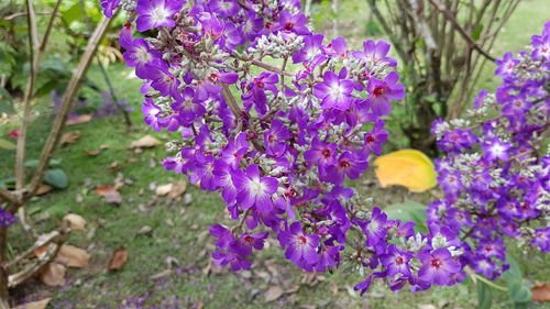 Close-up of purple flowers