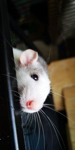 Close-up portrait of a fancy dumbo rat pet