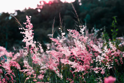 Close-up of pink flowering plants