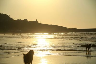 Silhouette dog on beach against clear sky during sunset