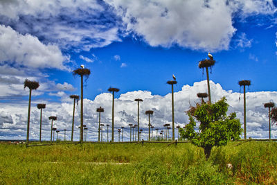 Low angle view of plants on field against sky