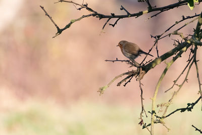 Low angle view of bird perching on branch