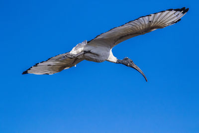Low angle view of seagull flying against blue sky