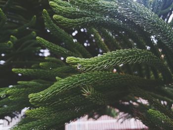 Low angle view of wet green pine twigs