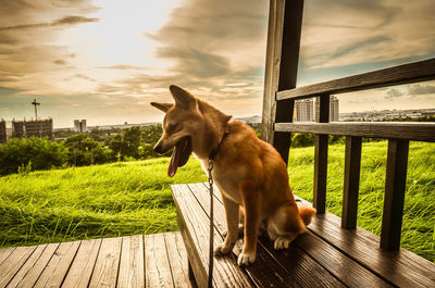 View of a dog on wood against sky