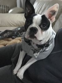 Portrait of dog on sofa at home