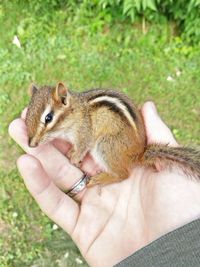 Cropped hand holding chipmunk