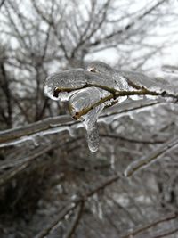 Close-up of frozen plant