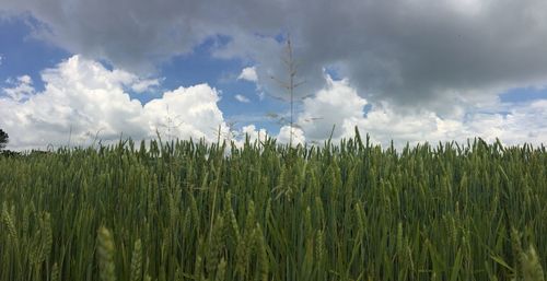 Scenic view of field against cloudy sky