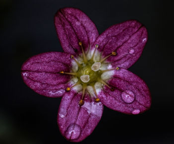 Close-up of purple flowering plant against black background