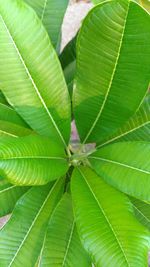 Full frame shot of leaves