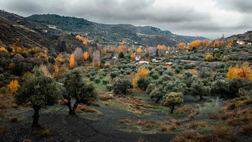 Trees on field against sky during autumn