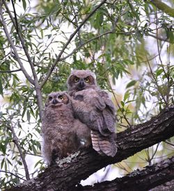 Low angle view of owls perching on branch