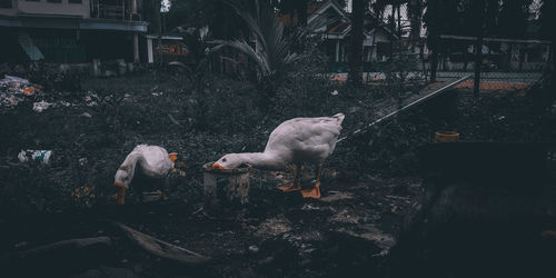 View of birds on the ground