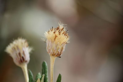 Close-up of wilted flower plant