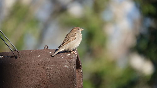 Close-up of bird perching on retaining wall