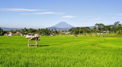 Garden landscape with the backdrop of mount sindoro in indonesia