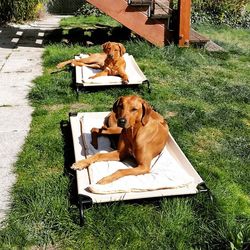 Dog resting on grassy field