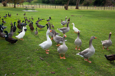 High angle view of ducks on field by lake