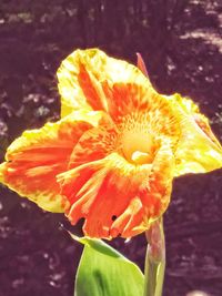 Close-up of yellow hibiscus blooming outdoors