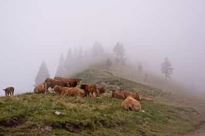 Cows in a field