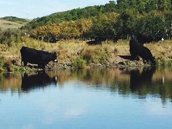 Reflection of trees in lake