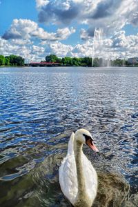 Swan swimming in lake against sky